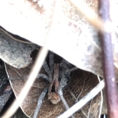 Argoctenus vittatus at Paddys River, ACT - 25 Feb 2021 01:46 PM