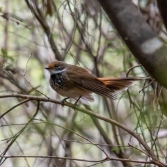 Rhipidura rufifrons (Rufous Fantail) at Cotter River, ACT - 24 Feb 2021 by trevsci