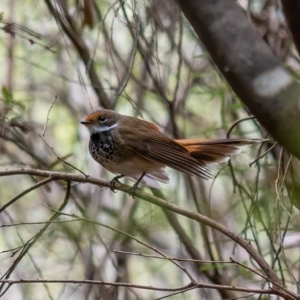 Rhipidura rufifrons at Cotter River, ACT - 24 Feb 2021