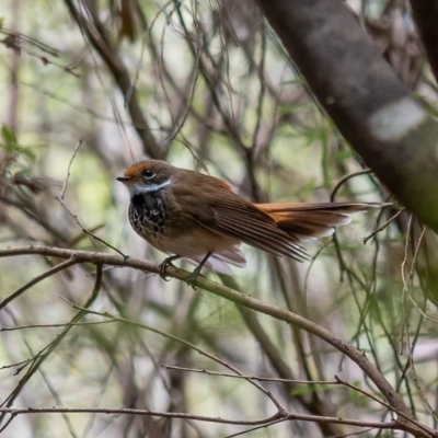 Rhipidura rufifrons (Rufous Fantail) at Cotter River, ACT - 24 Feb 2021 by trevsci