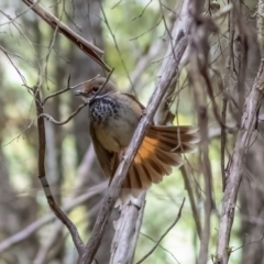 Rhipidura rufifrons at Cotter River, ACT - 24 Feb 2021