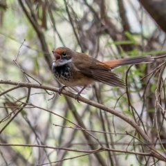 Rhipidura rufifrons at Cotter River, ACT - 24 Feb 2021 12:01 PM