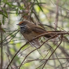 Rhipidura rufifrons at Cotter River, ACT - 24 Feb 2021