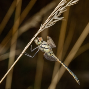 Hemicordulia tau at Bruce, ACT - 23 Feb 2021