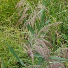 Phragmites australis (Common Reed) at Lyneham Wetland - 25 Feb 2021 by trevorpreston