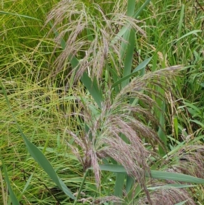 Phragmites australis (Common Reed) at City Renewal Authority Area - 25 Feb 2021 by tpreston