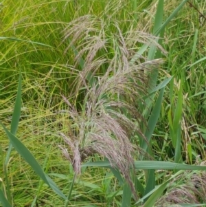 Phragmites australis at Lyneham Wetland - 25 Feb 2021 02:45 PM