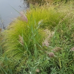 Phragmites australis at Lyneham Wetland - 25 Feb 2021