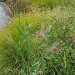 Phragmites australis at Lyneham Wetland - 25 Feb 2021 02:45 PM