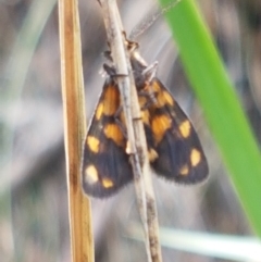 Asura lydia (Lydia Lichen Moth) at Black Mountain - 25 Feb 2021 by trevorpreston