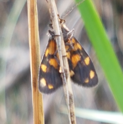 Asura lydia (Lydia Lichen Moth) at Black Mountain - 25 Feb 2021 by trevorpreston