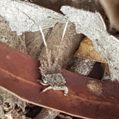 Platybrachys sp. (genus) (A gum hopper) at Black Mountain - 25 Feb 2021 by trevorpreston