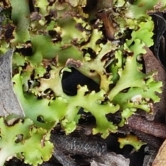 Heterodea sp. (A lichen) at Black Mountain - 25 Feb 2021 by trevorpreston