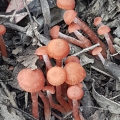 Laccaria sp. (Laccaria) at Black Mountain - 25 Feb 2021 by trevorpreston