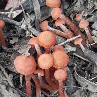 Laccaria sp. (Laccaria) at Black Mountain - 25 Feb 2021 by trevorpreston