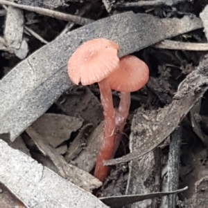 Laccaria sp. at Bruce, ACT - 25 Feb 2021