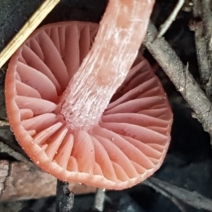 Laccaria sp. at Bruce, ACT - 25 Feb 2021