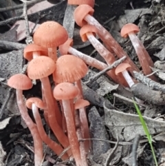 Laccaria sp. at Bruce, ACT - 25 Feb 2021