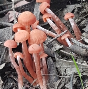 Laccaria sp. at Bruce, ACT - 25 Feb 2021