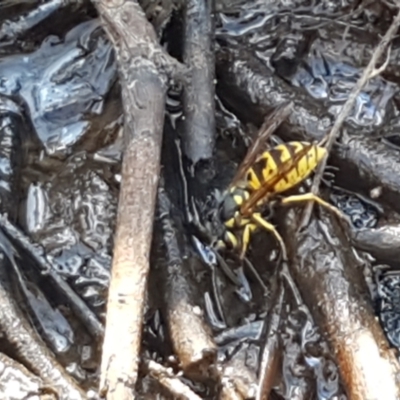 Vespula germanica (European wasp) at Black Mountain - 25 Feb 2021 by trevorpreston