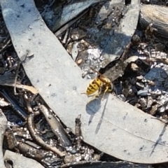 Vespula germanica at Bruce, ACT - 25 Feb 2021