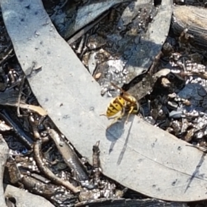 Vespula germanica at Bruce, ACT - 25 Feb 2021 04:32 PM