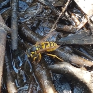 Vespula germanica at Bruce, ACT - 25 Feb 2021 04:32 PM