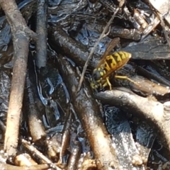 Vespula germanica at Bruce, ACT - 25 Feb 2021