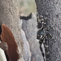 Sandalodes superbus (Ludicra Jumping Spider) at Bruce, ACT - 25 Feb 2021 by trevorpreston