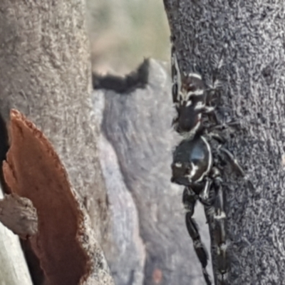 Sandalodes superbus (Ludicra Jumping Spider) at Black Mountain - 25 Feb 2021 by trevorpreston