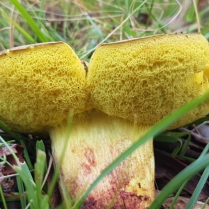 zz bolete at Point 80 - 25 Feb 2021