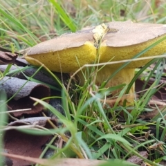 zz bolete at Point 80 - 25 Feb 2021