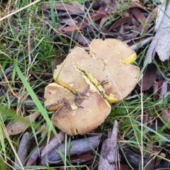 zz bolete at Point 80 - 25 Feb 2021