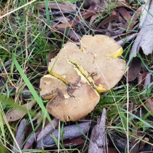 zz bolete at Point 80 - 25 Feb 2021