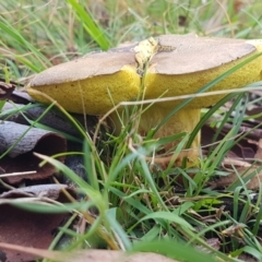 zz bolete at Point 80 - 25 Feb 2021