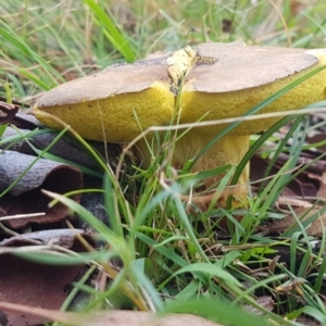 zz bolete at Undefined Area - 25 Feb 2021 04:36 PM