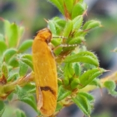 Plectobela undescribed species (A concealer moth) at Bruce, ACT - 25 Feb 2021 by tpreston