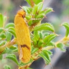 Plectobela undescribed species at Bruce, ACT - 25 Feb 2021 04:43 PM