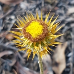 Coronidium oxylepis subsp. lanatum (Woolly Pointed Everlasting) at Black Mountain - 25 Feb 2021 by trevorpreston