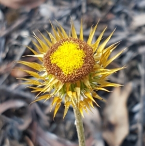 Coronidium oxylepis subsp. lanatum at Bruce, ACT - 25 Feb 2021