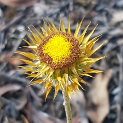 Coronidium oxylepis subsp. lanatum (Woolly Pointed Everlasting) at Black Mountain - 25 Feb 2021 by trevorpreston