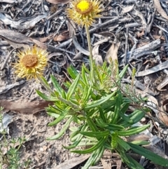 Coronidium oxylepis subsp. lanatum at Bruce, ACT - 25 Feb 2021