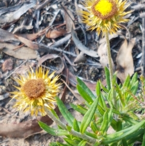 Coronidium oxylepis subsp. lanatum at Bruce, ACT - 25 Feb 2021