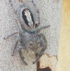 Sandalodes superbus (Ludicra Jumping Spider) at Black Mountain - 25 Feb 2021 by trevorpreston