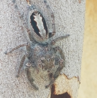 Sandalodes superbus (Ludicra Jumping Spider) at Black Mountain - 25 Feb 2021 by trevorpreston