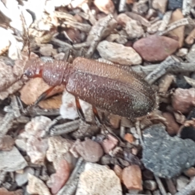 Lagriini sp. (tribe) (Unidentified lagriine darkling beetle) at Bruce, ACT - 25 Feb 2021 by trevorpreston