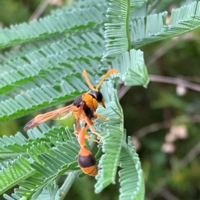 Delta bicinctum (Potter wasp) at Murrumbateman, NSW - 25 Feb 2021 by SimoneC