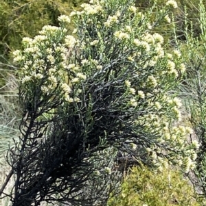 Ozothamnus cupressoides at Cotter River, ACT - 20 Feb 2021