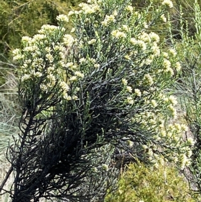 Ozothamnus cupressoides (Kerosine Bush) at Cotter River, ACT - 20 Feb 2021 by RAllen