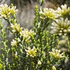 Ozothamnus cupressoides at Cotter River, ACT - 20 Feb 2021